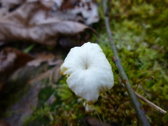 Lichenomphalia umbellifera