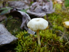 Lichenomphalia umbellifera