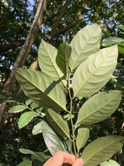 Diospyros maritima
