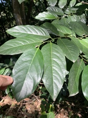 Diospyros maritima