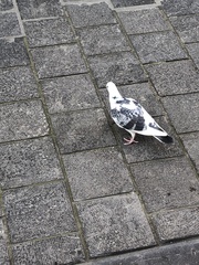Columba livia domestica