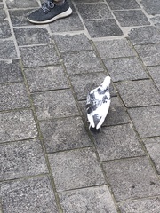 Columba livia domestica