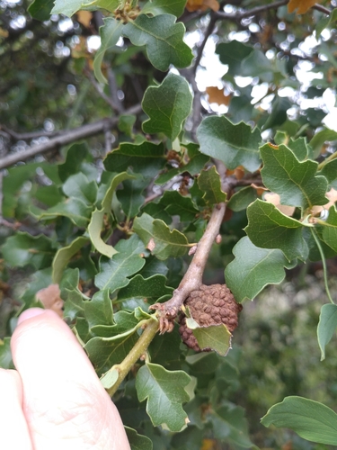 iNaturalist observation photo of California scrub oak