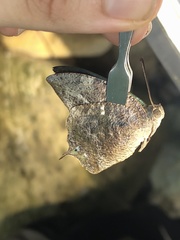 Charaxinae