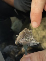 Charaxinae