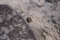 Litoria meiriana