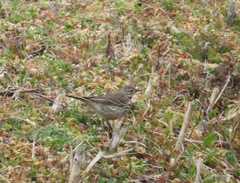 Anthus rubescens japonicus