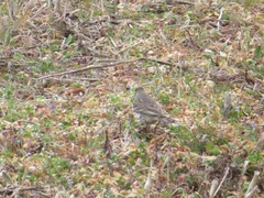 Anthus rubescens japonicus