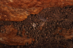 Rousettus leschenaultii