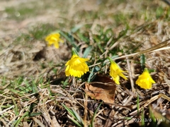 Narcissus minor asturiensis
