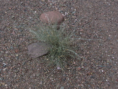 Hyalis argentea argentea