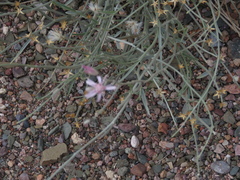 Hyalis argentea argentea