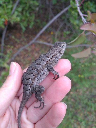 iNaturalist observation photo of Western Fence Lizard