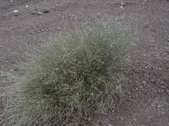 Hyalis argentea argentea