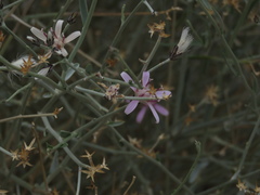 Hyalis argentea argentea