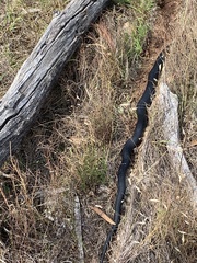 Pseudechis porphyriacus