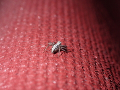 Oxyopes kraepelinorum