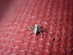 Oxyopes kraepelinorum