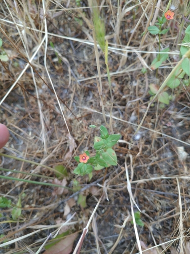 iNaturalist observation photo of scarlet pimpernel