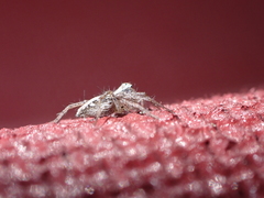 Oxyopes kraepelinorum