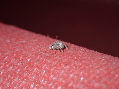 Oxyopes kraepelinorum