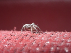 Oxyopes kraepelinorum