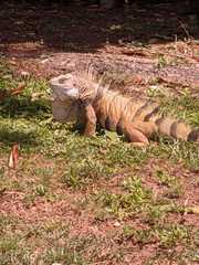 Iguana iguana