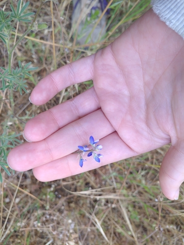 iNaturalist observation photo of Miniature Lupine