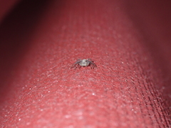 Oxyopes kraepelinorum