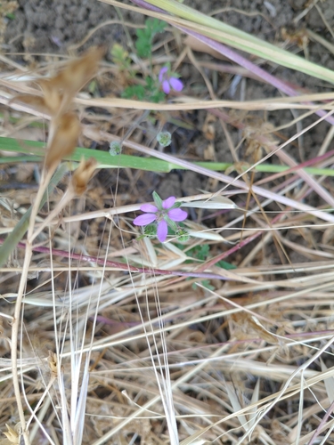 iNaturalist observation photo of musk stork's-bill