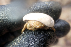 Stimdromia lateralis