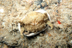 Stimdromia lateralis