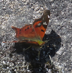 Hypanartia trimaculata