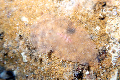 Acotylea