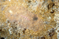 Acotylea