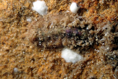 Acanthochitona pilsbryi