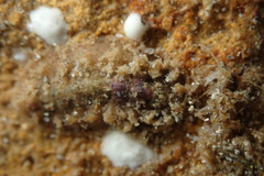 Acanthochitona pilsbryi