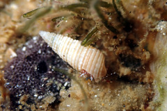 Pagurixus handrecki