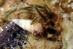 Pagurixus handrecki