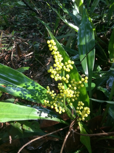 Hanguanaceae