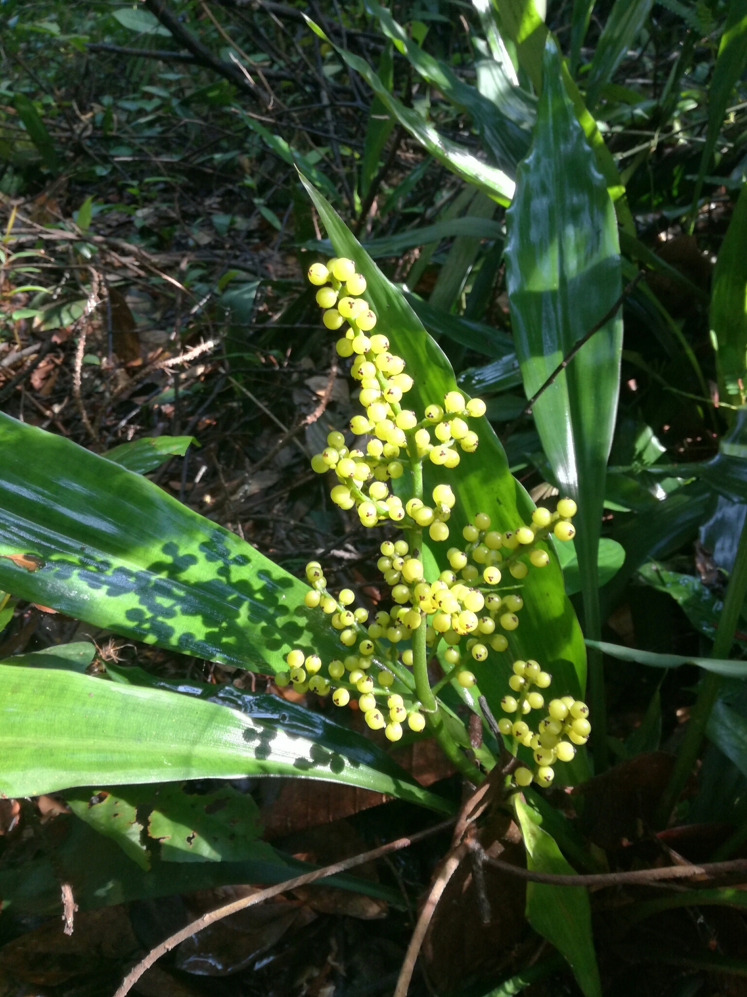 Hanguanaceae