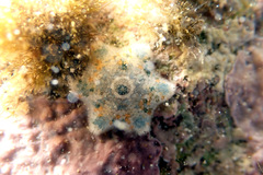 Meridiastra