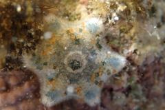 Meridiastra