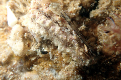 Plesiocolochirus ignavus