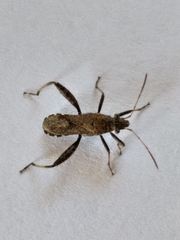 Heegeria tangirica