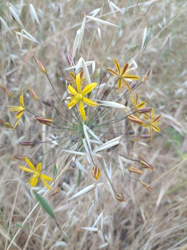 iNaturalist observation photo of goldenstar