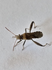 Heegeria tangirica