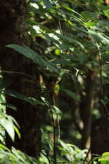 Terpsiphone paradisi paradisi