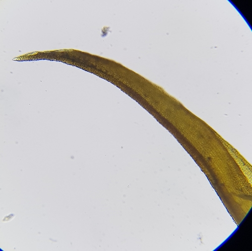 Image of Geheebia fallax by (c) Helen Waterman, some rights reserved (CC BY)