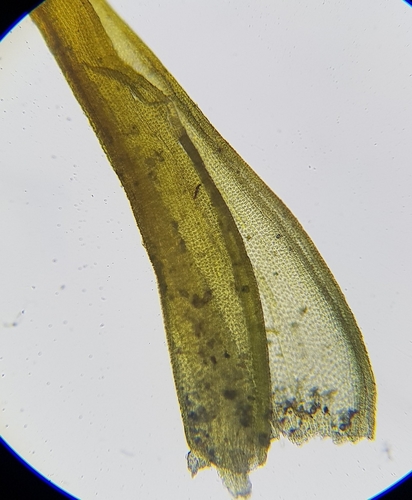 Image of Geheebia fallax by (c) Helen Waterman, some rights reserved (CC BY)